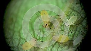 Aphid under a microscope, Aphididae - aphid superfamily Aphidoidea, Hemiptera on a cucumber leaf, many are dangerous pests of