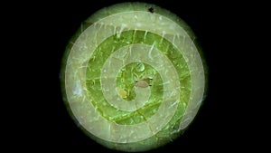 Aphid under a microscope, Aphididae - aphid superfamily Aphidoidea, Hemiptera on a cucumber leaf, many are dangerous pests of