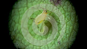 Aphid under a microscope, Aphididae - aphid superfamily Aphidoidea, Hemiptera on a cucumber leaf, many are dangerous pests of