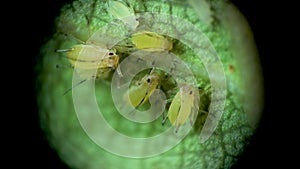 Aphid under a microscope, Aphididae - aphid superfamily Aphidoidea, Hemiptera on a cucumber leaf, many are dangerous pests of