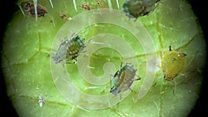 Aphid under a microscope, Aphididae - aphid superfamily Aphidoidea, Hemiptera on a cucumber leaf, many are dangerous pests of