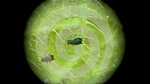 Aphid under a microscope, Aphididae - aphid superfamily Aphidoidea, Hemiptera on a cucumber leaf, many are dangerous pests of