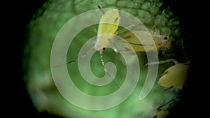 Aphid under a microscope, Aphididae - aphid superfamily Aphidoidea, Hemiptera on a cucumber leaf, many are dangerous pests of