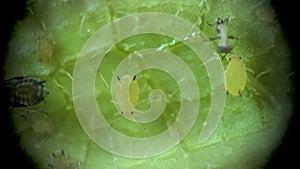 Aphid under a microscope, Aphididae - aphid superfamily Aphidoidea, Hemiptera on a cucumber leaf, many are dangerous pests of