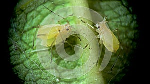 Aphid under a microscope, Aphididae - aphid superfamily Aphidoidea, Hemiptera on a cucumber leaf, many are dangerous pests of