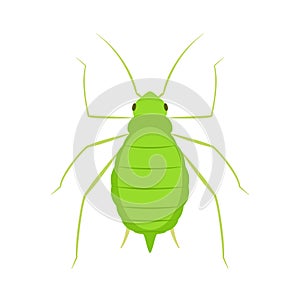 Aphid vector icon