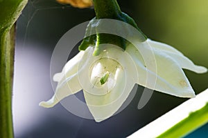 An aphid on a white pepper blossom