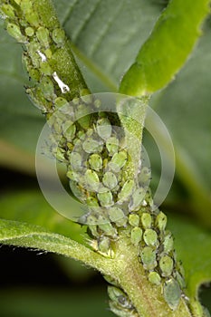 Aphididae, aphidoidea