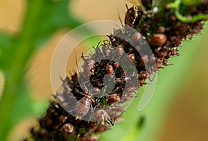 Aphidoidea on a leaf macro shot