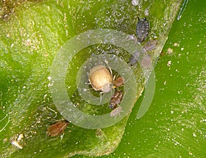 Aphids