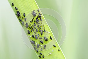 Aphids