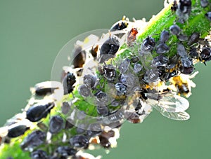 Aphids