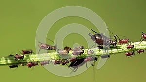 Aphids