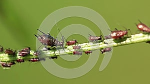 Aphids