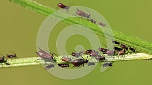 Aphids