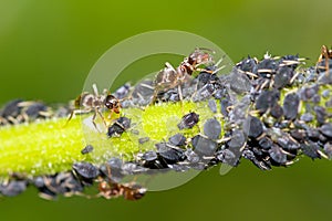 Aphids and ants