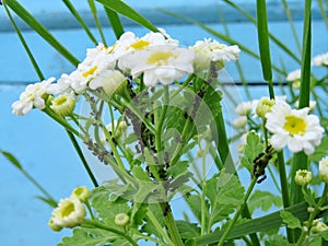 Aphids and ants on a flower stalk Pyrethrum