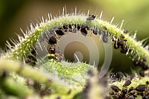 Aphids and ants on a green plant, symbiosis and cohabit wildlife of insects