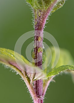 Aphids (Aphidoidea) on a plant