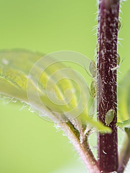 Aphids (Aphidoidea) on a plant