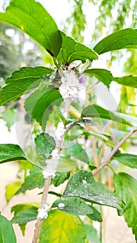 Aphids attack hibiscus plants