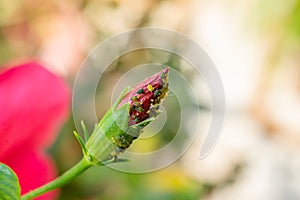 Aphids on the bud of hibiscus flower plant sucking the cell sap which are the serious pests of various flower plant and crops.