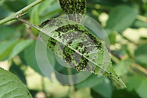 Aphids on cherry leaves