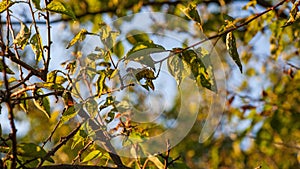 Aphids damage leaves parasite pest