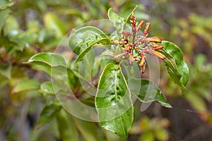 Aphids Devouring A Plant