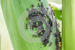 Aphids feed on sap corn