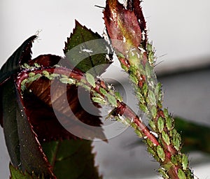 Aphids feeding on plant stem.