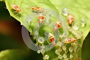 Aphids Feeding On Rose Shoot