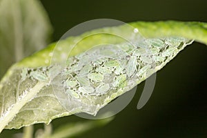 Aphids on a green leaf. close