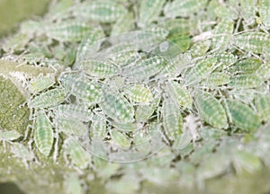 Aphids on a green leaf. close