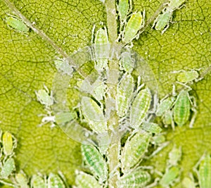 Aphids on a green leaf. close