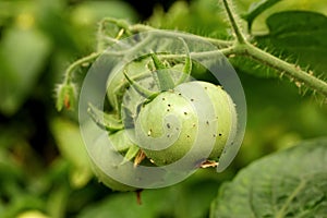 Aphids on the green tomato