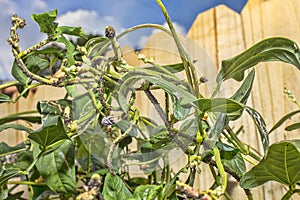 Aphids Infestation