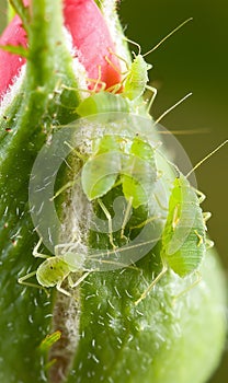 Aphids infesting rose buds, damaging flowers and plants in the garden environment. photo