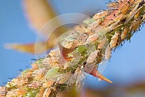 Pulgones insectos sobre el rosas rama 