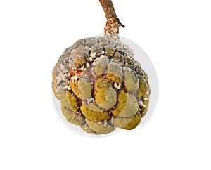 Aphids little effect on custard apple