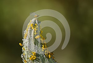 Aphids on Milkweed