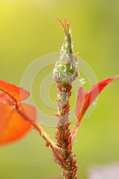 Aphids and mites on a rose shoot, close-up