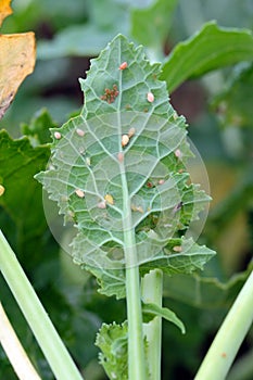 Aphids (Myzus persicae, known as the green peach aphid or the peach-potato aphid) killed by entomopathogenic fungus.