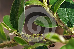 Aphids are a parasitic insect that sucks sap from plants.