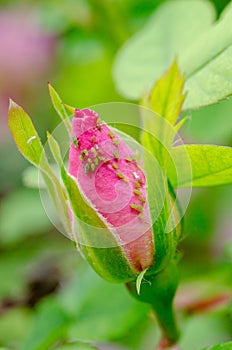 Aphids on pink rose with green background photo