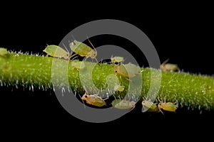 Aphids on plant photo