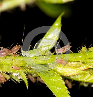 Aphids on the plant. close