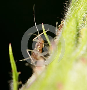 Aphids on the plant. close