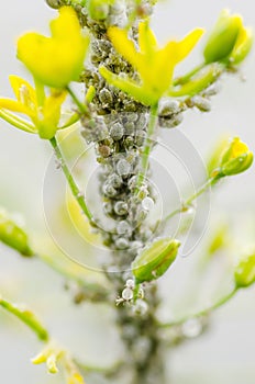 Aphids on plant