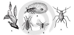 Aphids or plant lice, 1. Woolly adelgid. 2. Woolly adelgid. 3. Root aphid. 4. Rose aphid male. 5. Rose aphid female, vintage